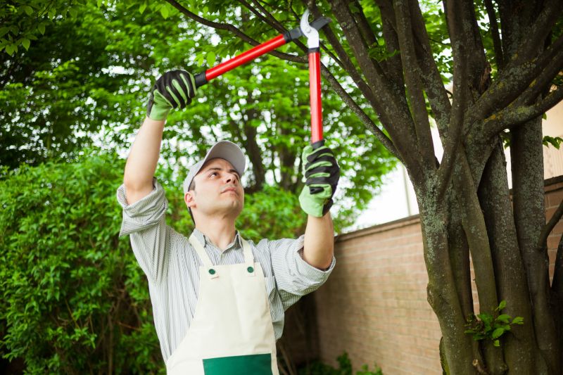 Oak Tree Pruning in Allentown, PA