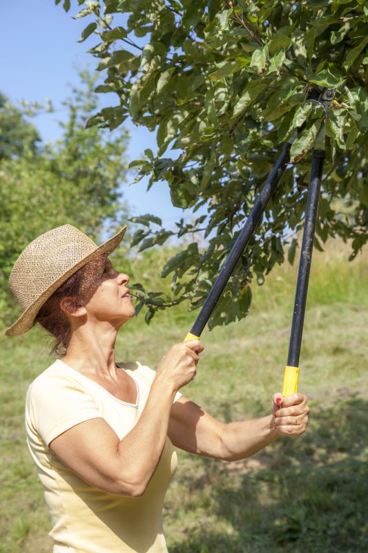Canopy Pruning in Doylestown, PA