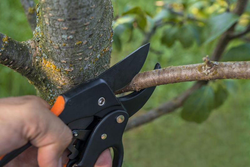 Cypress Tree Removal in San Jose, CA