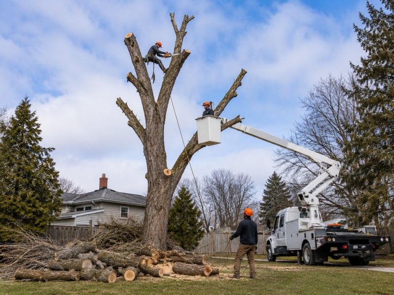 Emergency Tree Removal in San Jose, CA
