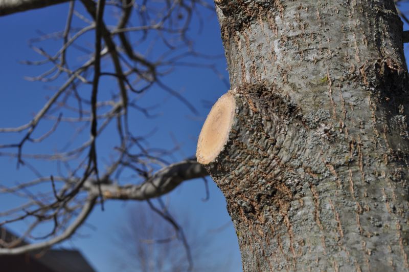 Hickory Tree Trimming in San Jose, CA