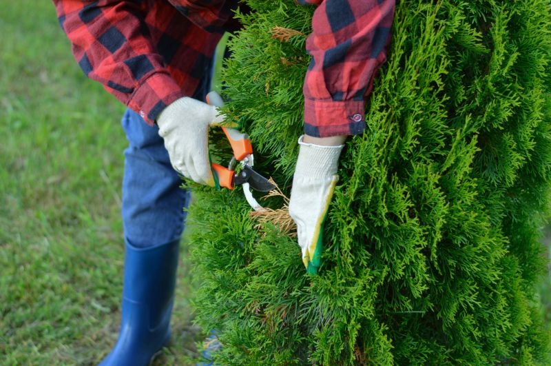 Juniper Pruning in Aiken, SC