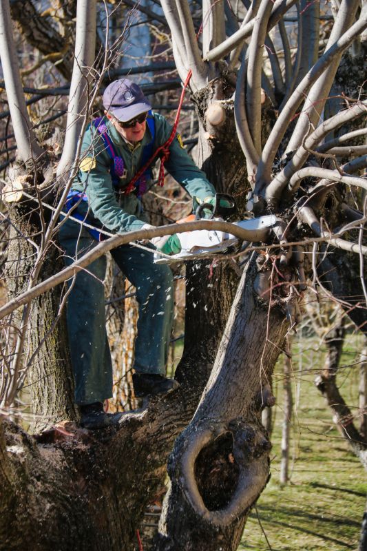 Magnolia Tree Pruning in Doylestown, PA