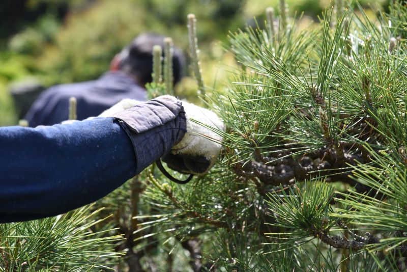 Maple Tree Pruning in San Jose, CA