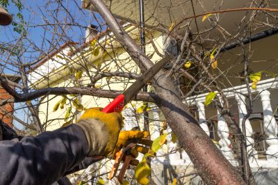 Tree Branch Cutting in Reno, NV