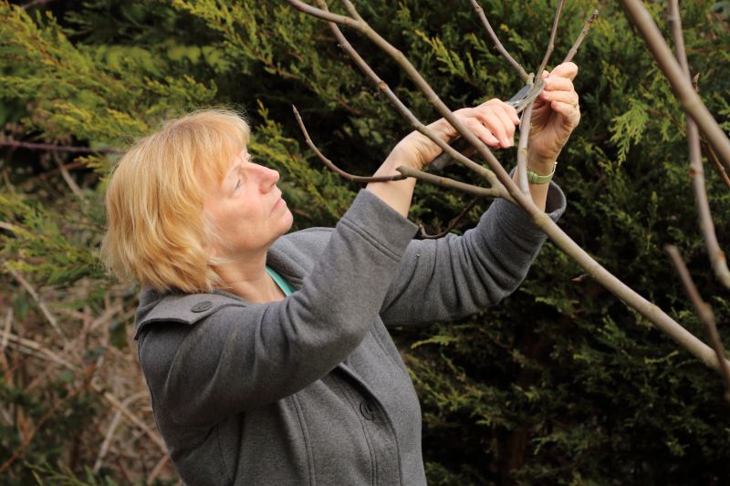 Tree Pruning in Allentown, PA