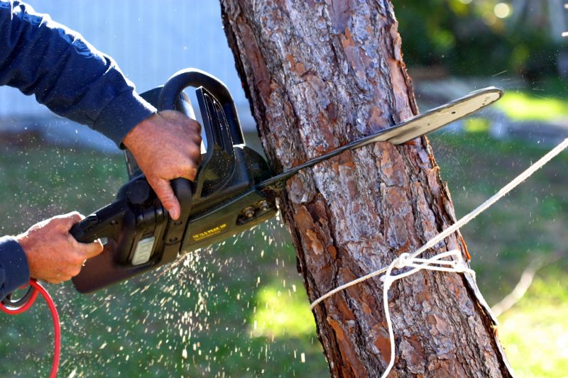 Tree Removal Service in San Jose, CA